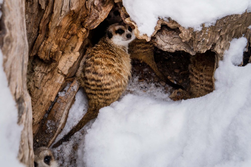  Büyükşehir Belediyesi’nin 2017 yılında hizmete açtığı Eskişehir Hayvanat Bahçesi’nde soğuk iklim hayvanları hafta sonu etkisini gösteren kar yağışının keyfini sürdüler.